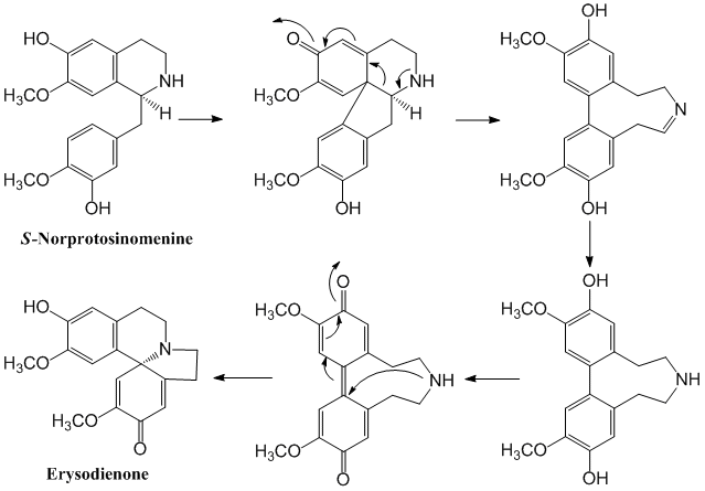 biosyn_erythrina_alkaloid