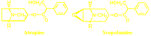 scopolia_alkaloids