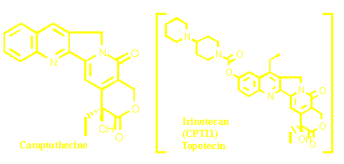 camptothecine