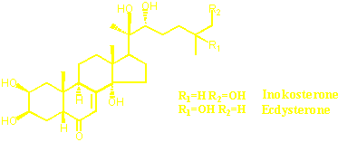 ecdysone, inokosterone