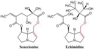 echimidine_et_senecionine