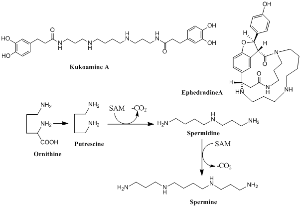 spermine_biosyn