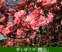 日本を代表するサクラ「関山」