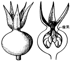 バラ状果