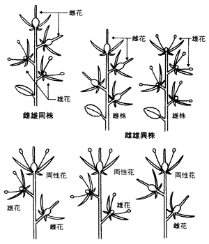 male_flowers