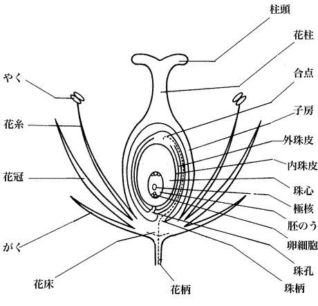 典型的な花の構造