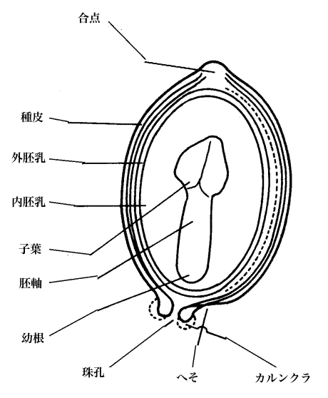 種子の形態