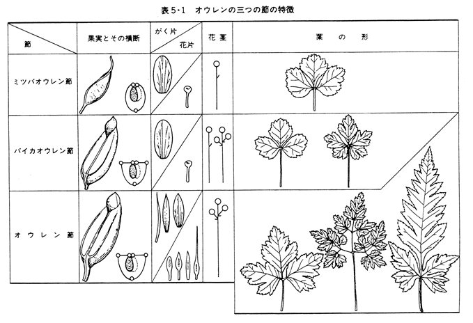 オウレン属各節の形態