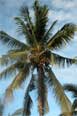 coconut_tree
