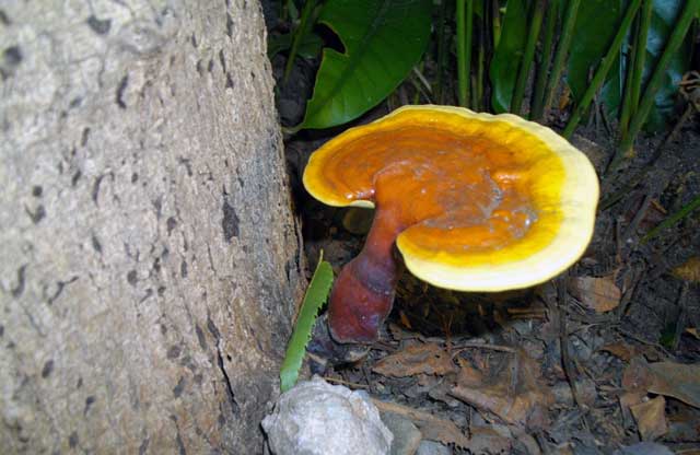 reishi