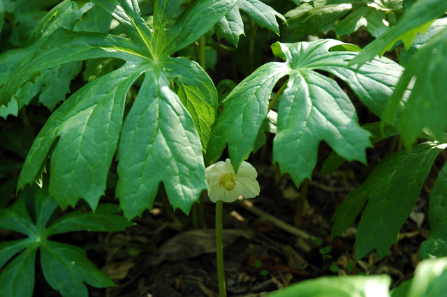 podophyllum