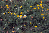 Roman Chamomile