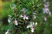 rosemary