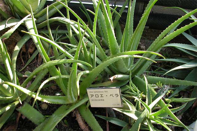 barbados aloe