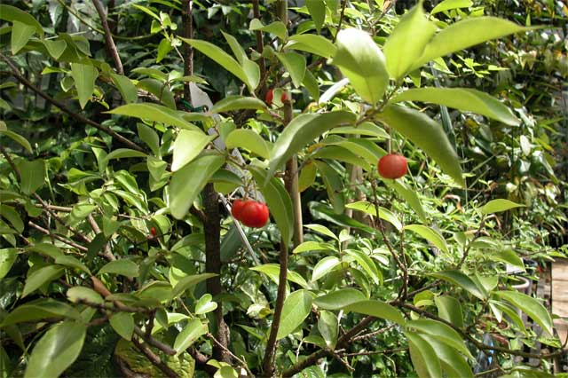 acerola