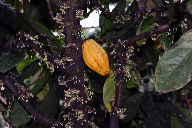 cacao