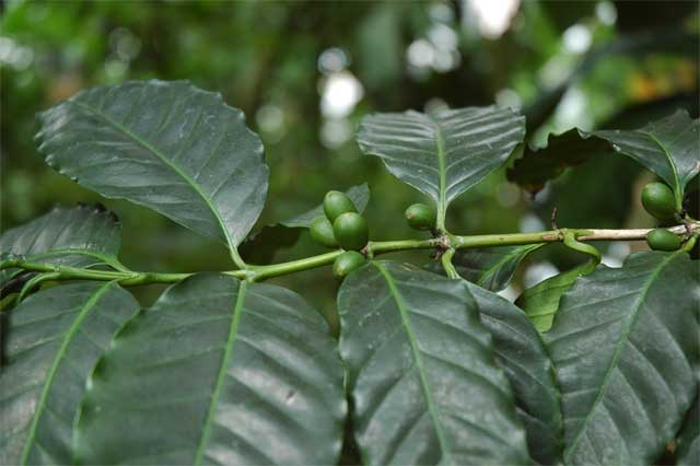 coffea