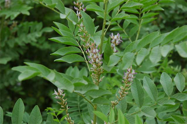 European licorice