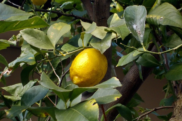 lemon