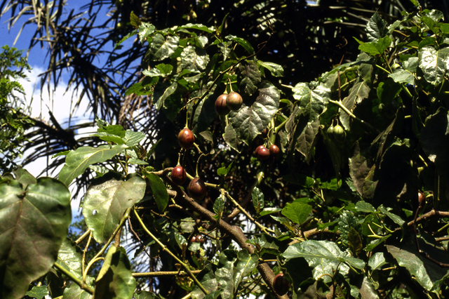 tamarillo