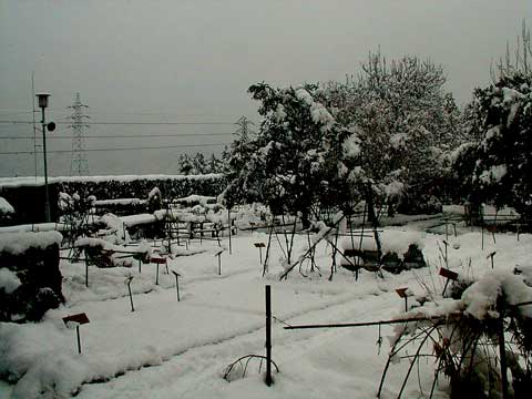 大雪の薬用植物園pict021209