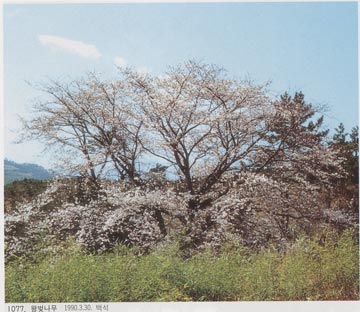 原色韓国植物図鑑図１