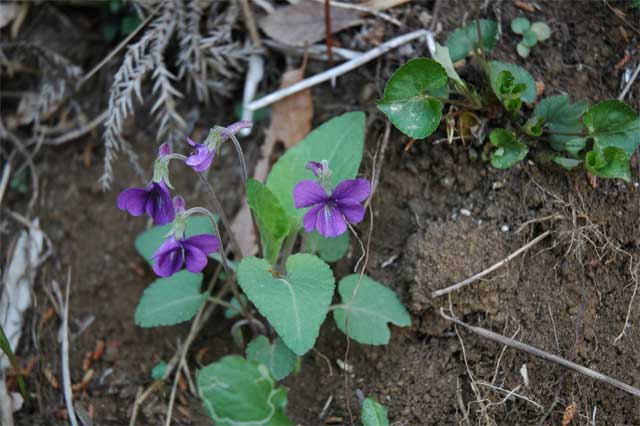 akanesumire