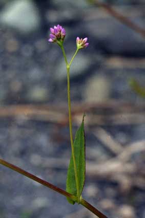 akinounagitsukami