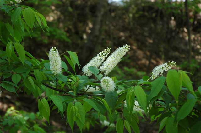 uwamizuzakura