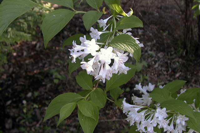 shirobanautsugi