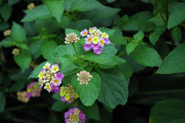 lantana