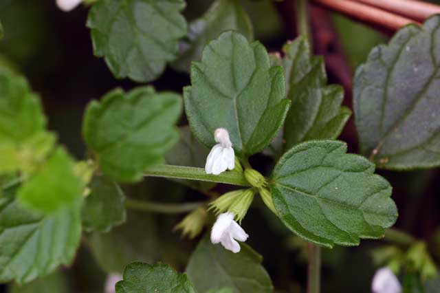 yanbarukurumabana