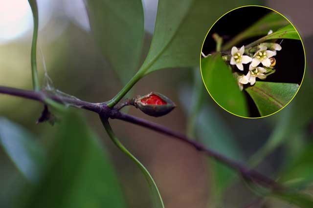 mokureishi